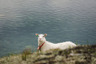 Tierischer Besuch am Camp im Bergedalen